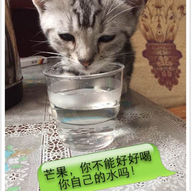 哪里可以制作梅奥研究生院文凭毕业证